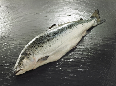 Fresh Scottish Salmon Whole (Gutted)